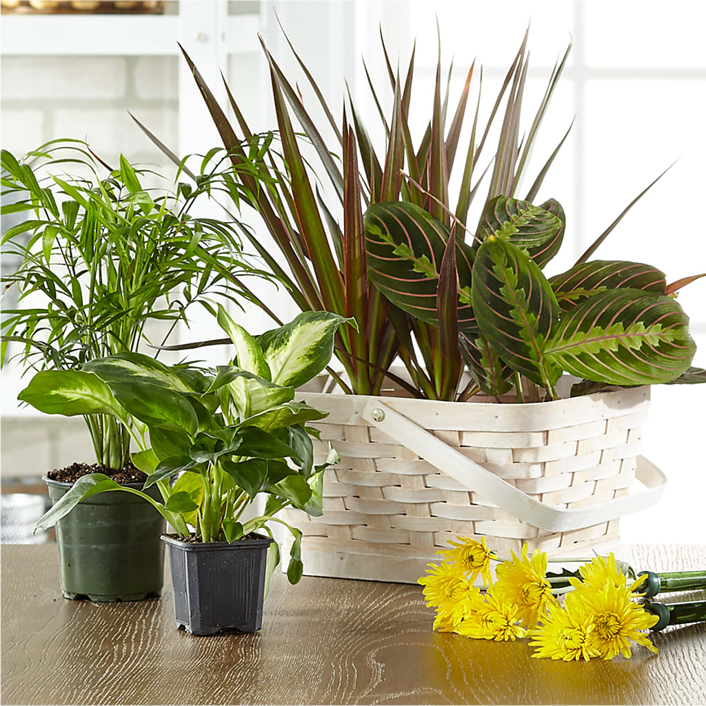 Florist Designed Blooming and Green Plants in a Basket – J ALEXANDER'S FLORIST, Jackson MI