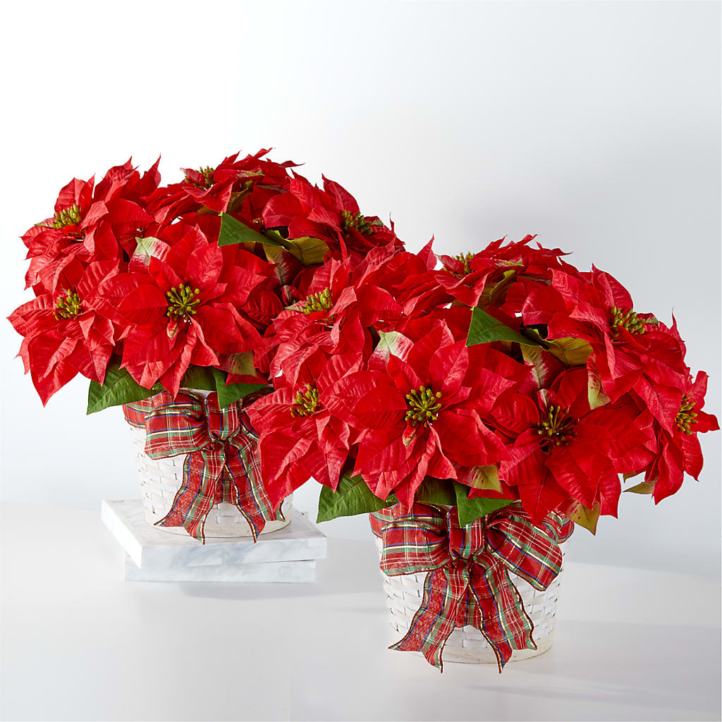 Happiest Holidays Poinsettia Bundle – J ALEXANDER'S FLORIST, Jackson MI