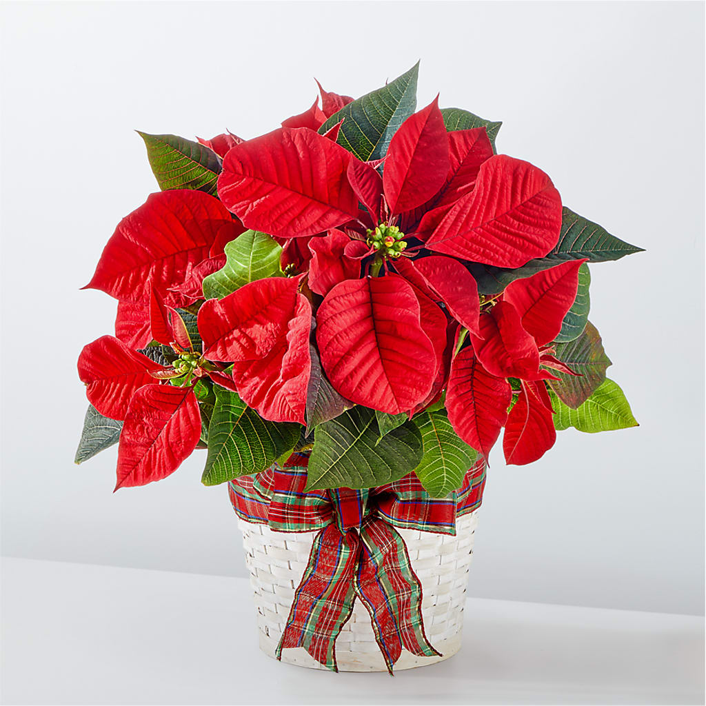 Happiest Holidays Poinsettia – J ALEXANDER'S FLORIST, Jackson MI