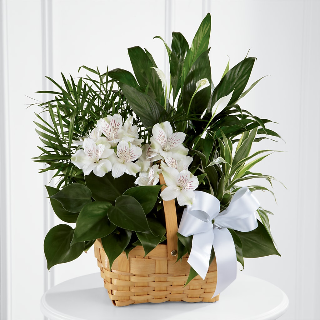 Peace & Serenity Dishgarden – J ALEXANDER'S FLORIST, Jackson MI