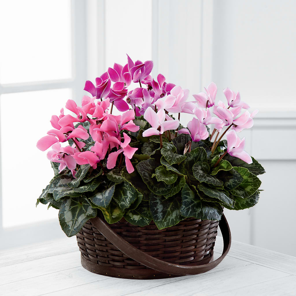 Mixed Cyclamen Planter – J ALEXANDER'S FLORIST, Jackson MI