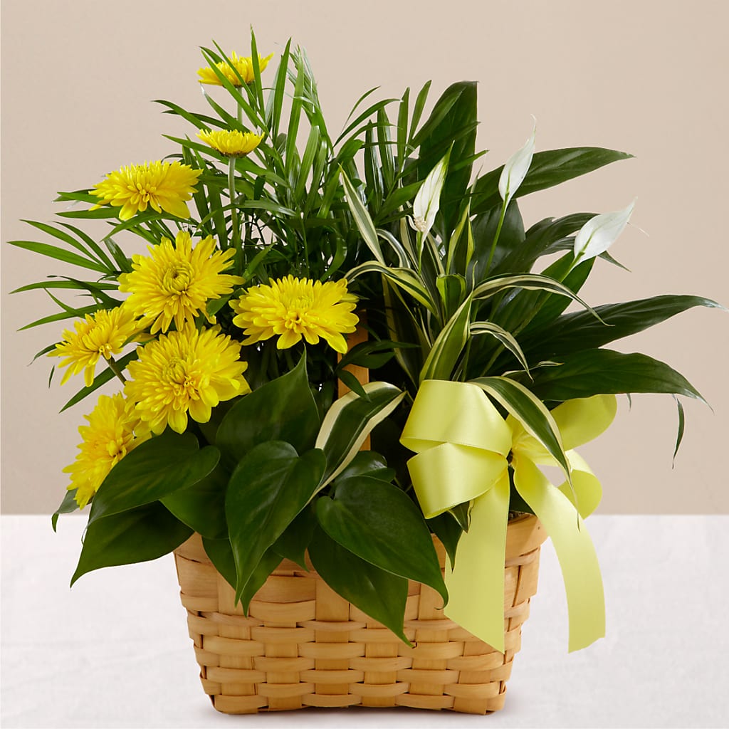 Loving Light Dishgarden – J ALEXANDER'S FLORIST, Jackson MI