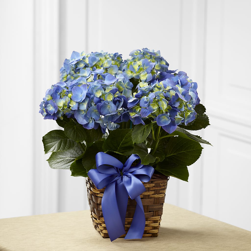 Blue Hydrangea Planter – J ALEXANDER'S FLORIST, Jackson MI