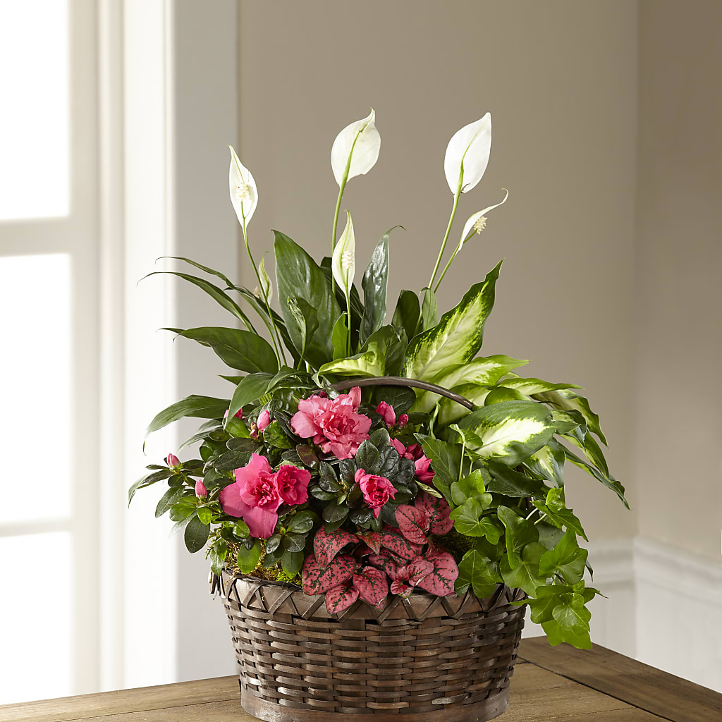 Dream in Pink Dishgarden – J ALEXANDER'S FLORIST, Jackson MI