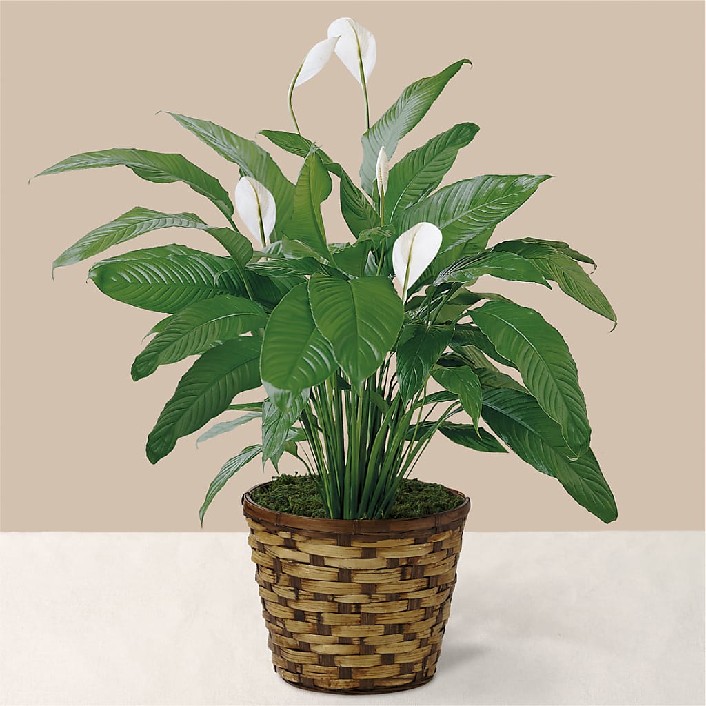 Tranquil Moments Peace Lily Plant – J ALEXANDER'S FLORIST, Jackson MI