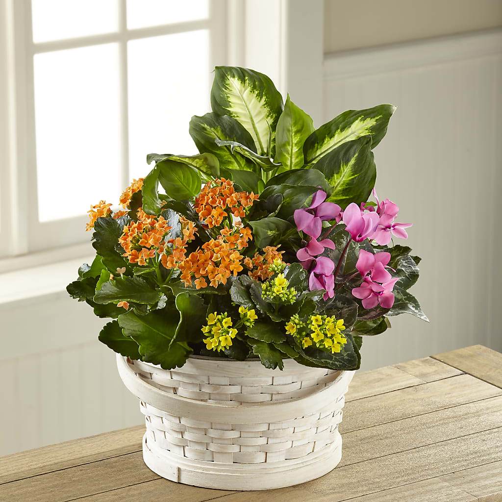 Color Crush Dishgarden – J ALEXANDER'S FLORIST, Jackson MI