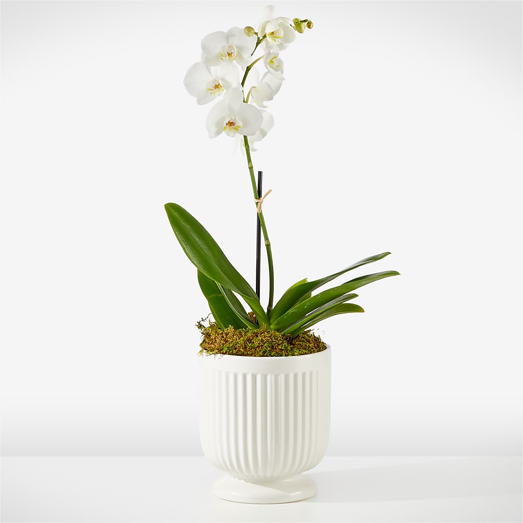 Whispering White Orchid – J ALEXANDER'S FLORIST, Jackson MI