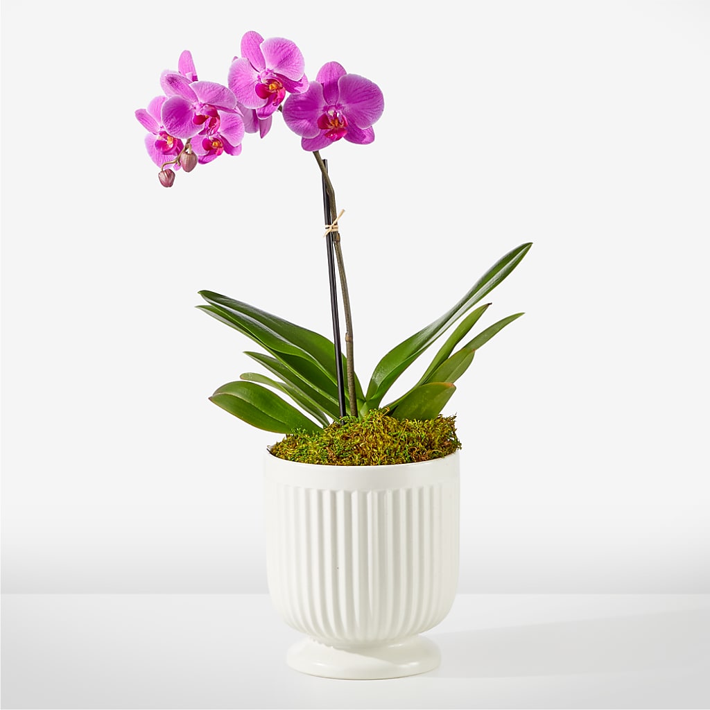 Friendly Fuchsia Orchid – J ALEXANDER'S FLORIST, Jackson MI