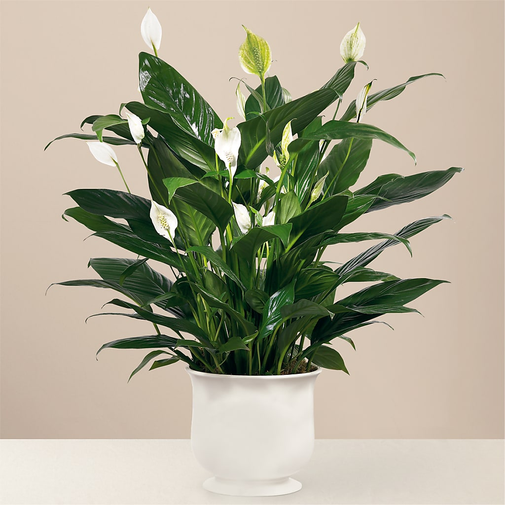 Comfort Planter – J ALEXANDER'S FLORIST, Jackson MI