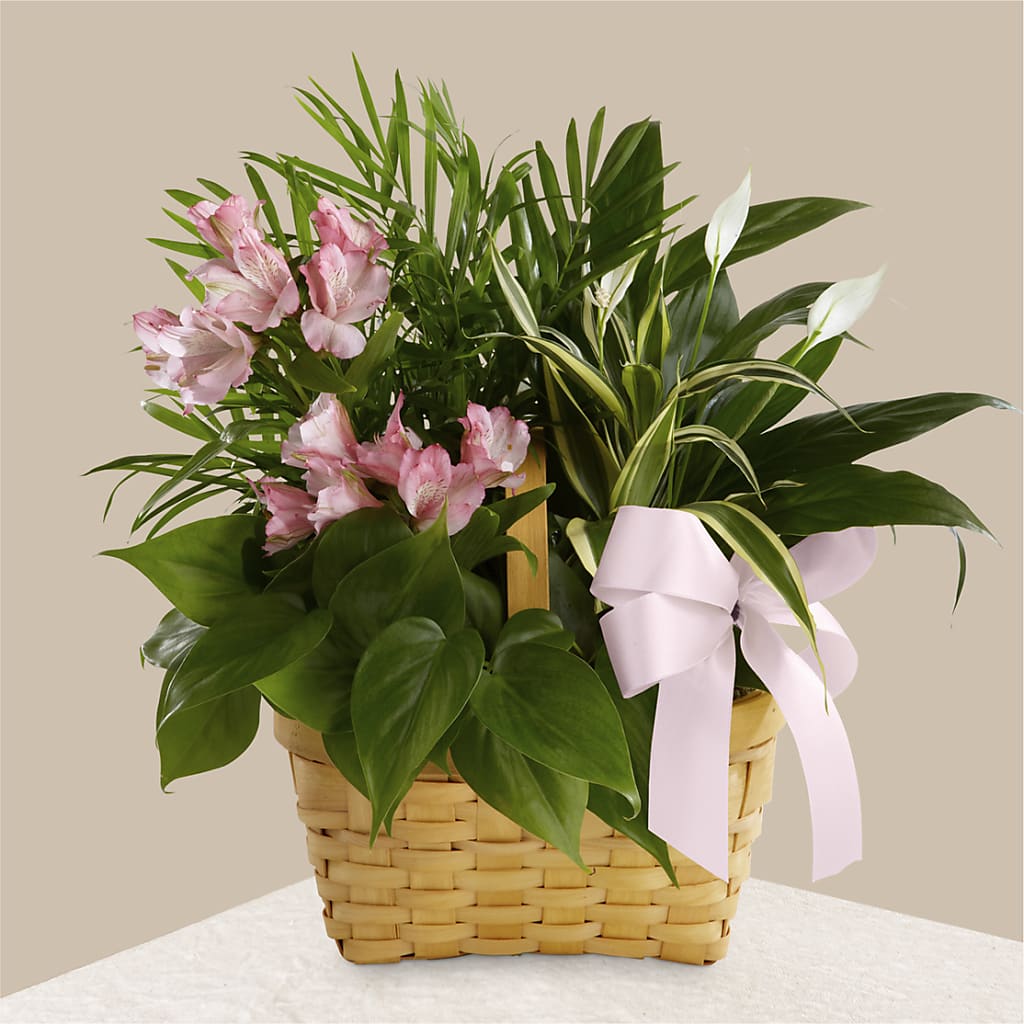 Living Spirit Dishgarden – J ALEXANDER'S FLORIST, Jackson MI