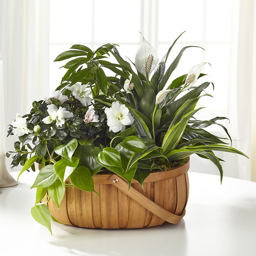 Serene Dishgarden – J ALEXANDER'S FLORIST, Jackson MI