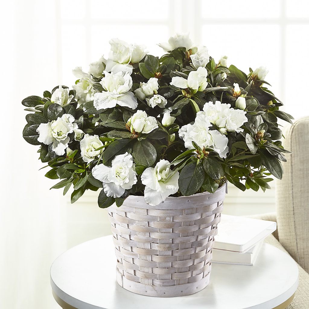 White Azalea Plant – J ALEXANDER'S FLORIST, Jackson MI