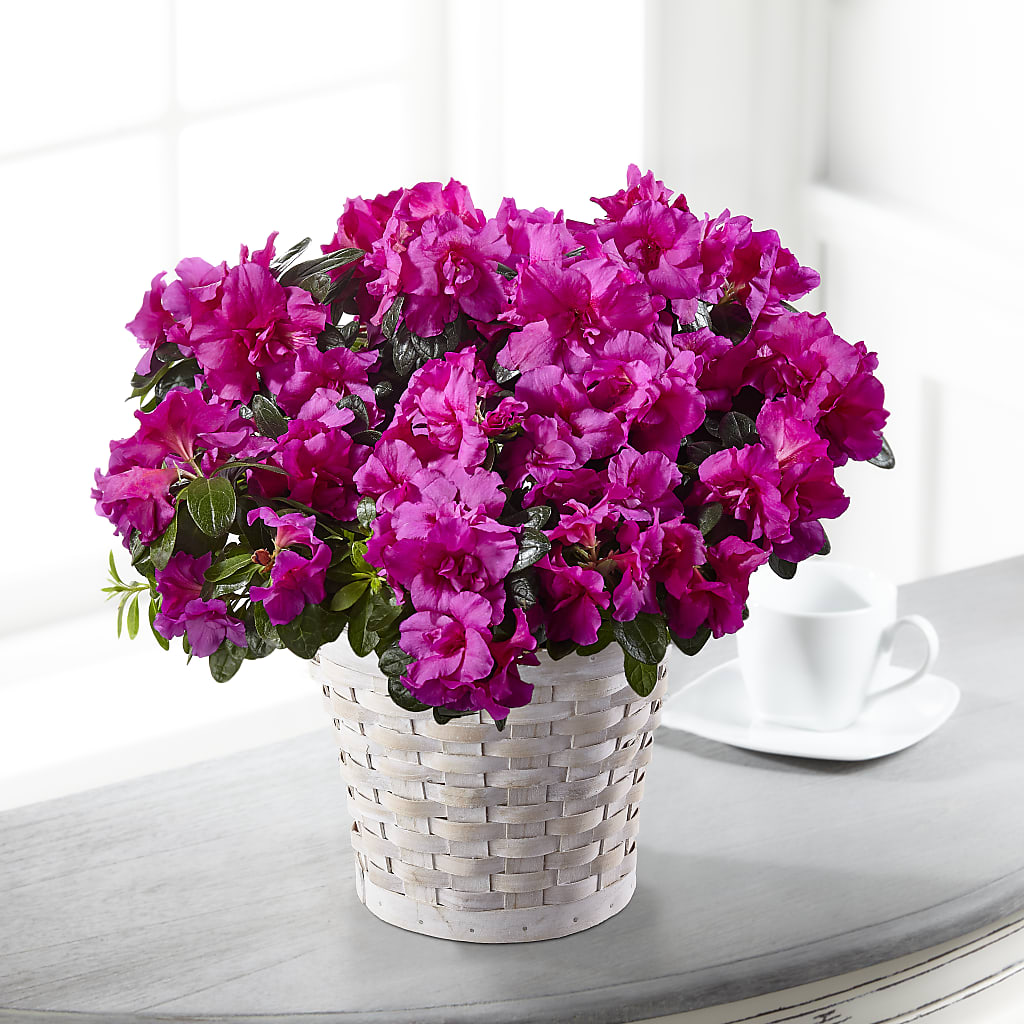 Hope & Serenity Azalea Plant – J ALEXANDER'S FLORIST, Jackson MI