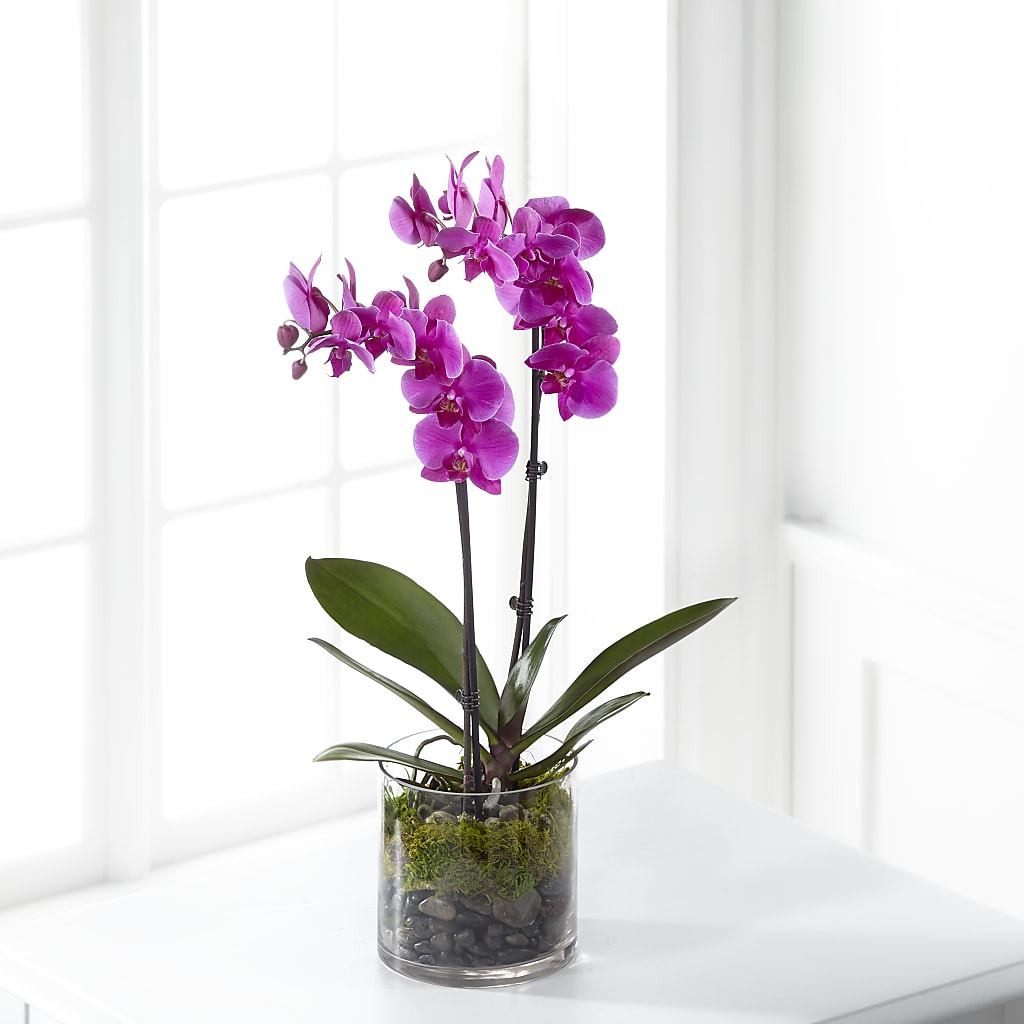 Pink Orchid Plant – J ALEXANDER'S FLORIST, Jackson MI