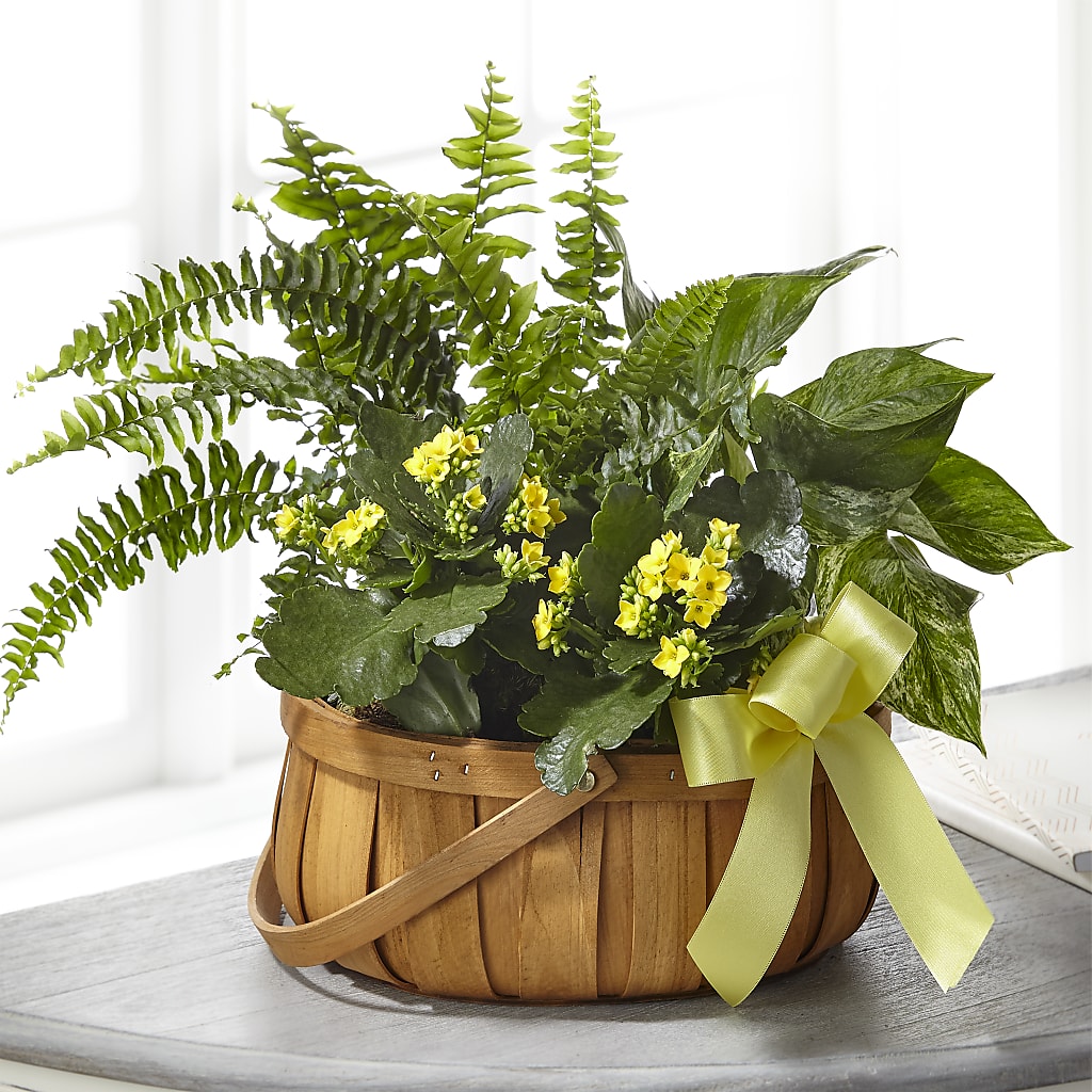 Always Dear Dishgarden – J ALEXANDER'S FLORIST, Jackson MI