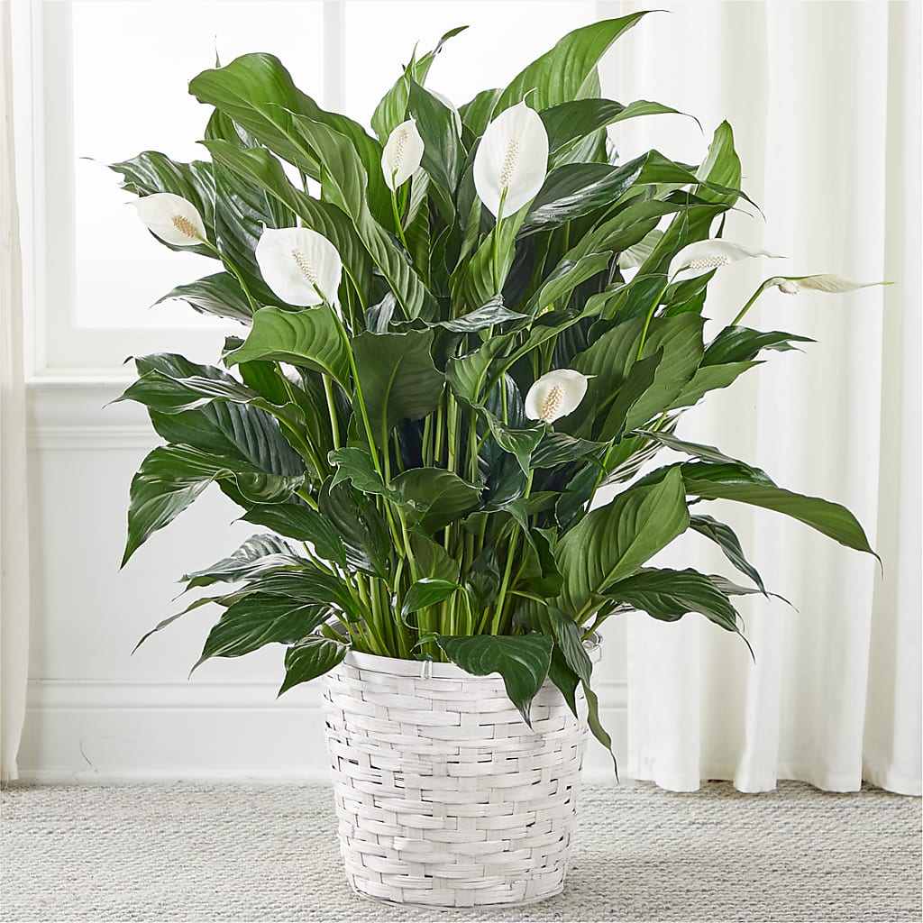A New Leaf Peace Lily – J ALEXANDER'S FLORIST, Jackson MI