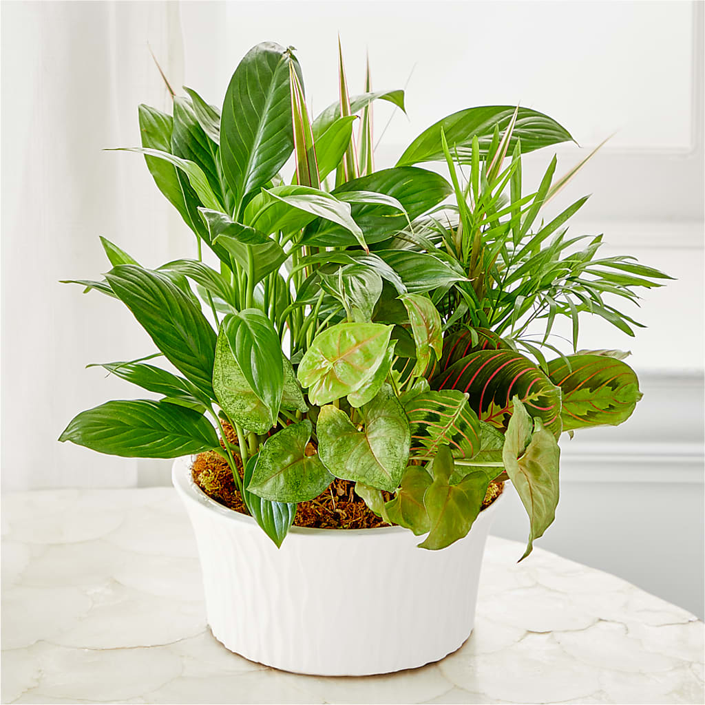 Balance & Harmony Dishgarden – J ALEXANDER'S FLORIST, Jackson MI