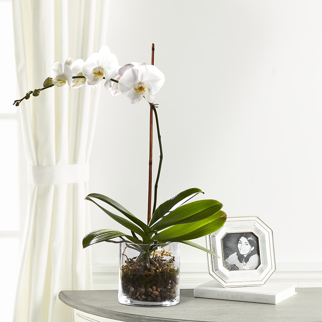 White Orchid Planter – J ALEXANDER'S FLORIST, Jackson MI