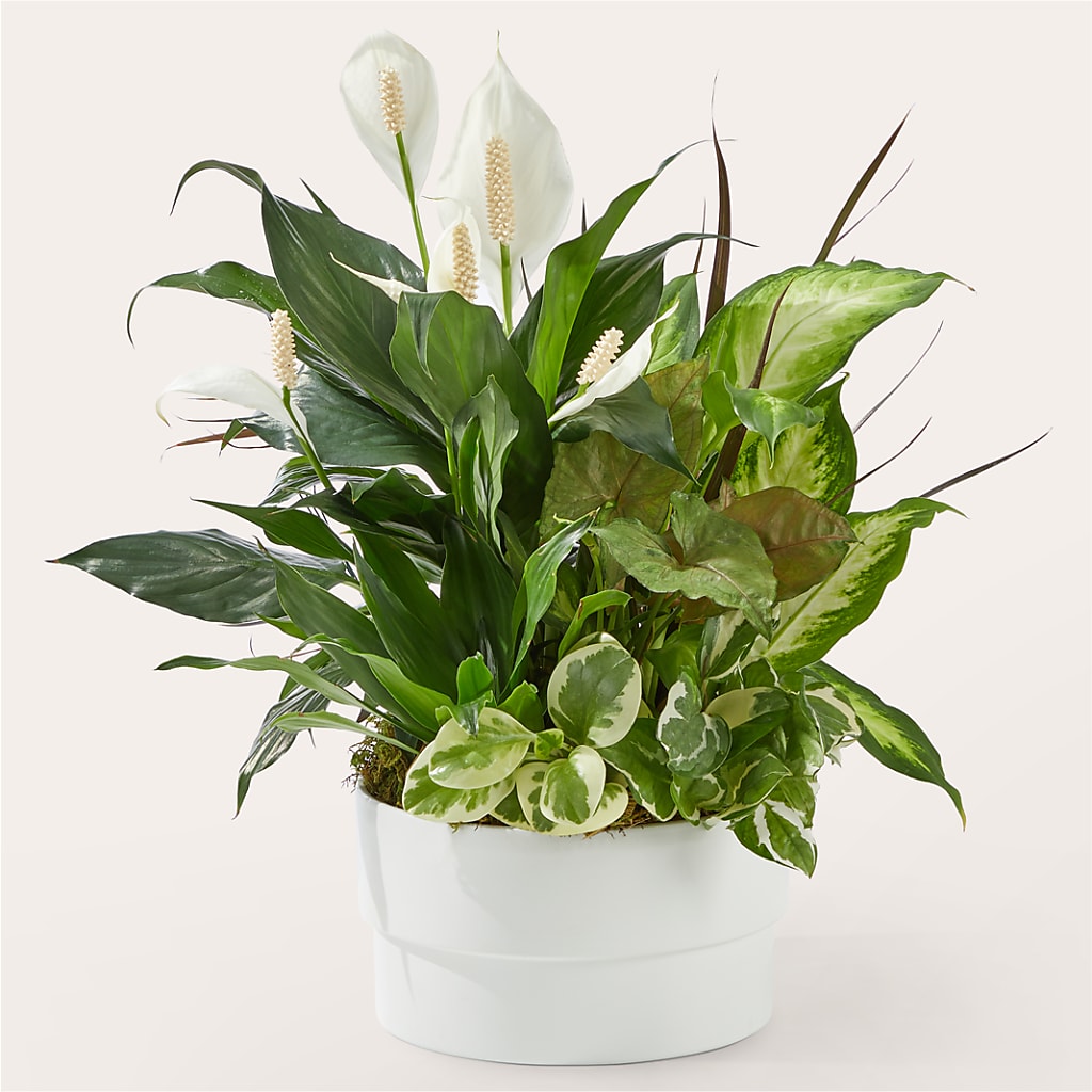 Radiating Positivity Dishgarden – J ALEXANDER'S FLORIST, Jackson MI