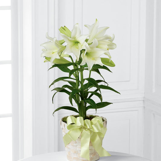 Easter Lily Plant – J ALEXANDER'S FLORIST, Jackson MI