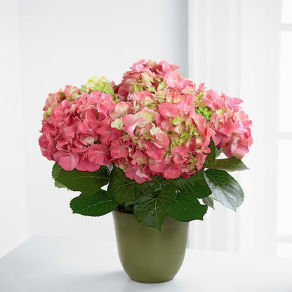 Pink Hydrangea Planter – J ALEXANDER'S FLORIST, Jackson MI