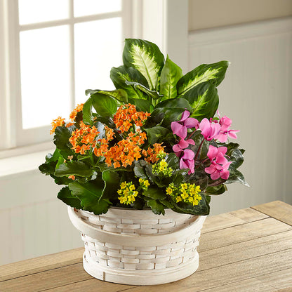 Color Crush Dishgarden – J ALEXANDER'S FLORIST, Jackson MI