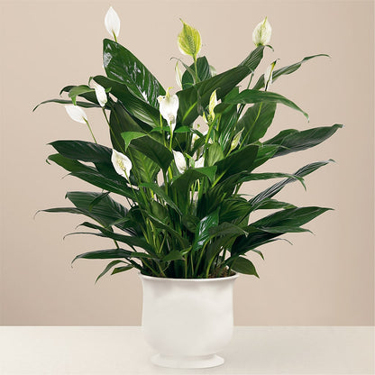 Comfort Planter – J ALEXANDER'S FLORIST, Jackson MI