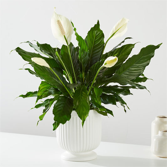 Comfort Planter – J ALEXANDER'S FLORIST, Jackson MI