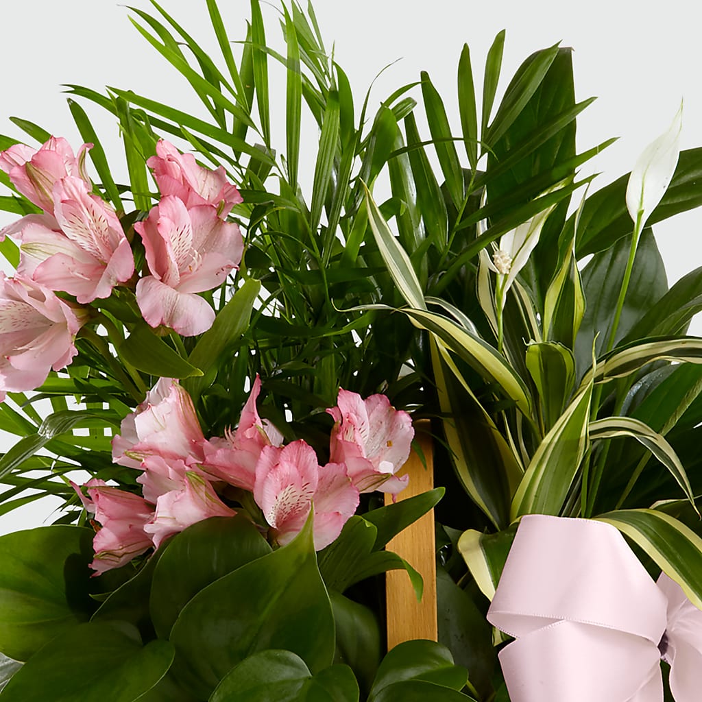 Living Spirit Dishgarden – J ALEXANDER'S FLORIST, Jackson MI