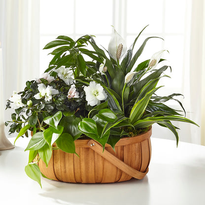 Serene Dishgarden – J ALEXANDER'S FLORIST, Jackson MI
