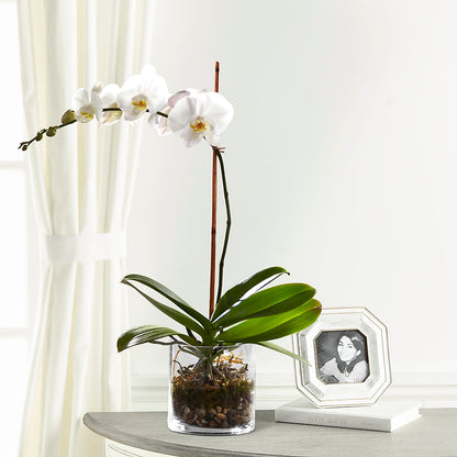 White Orchid Planter – J ALEXANDER'S FLORIST, Jackson MI