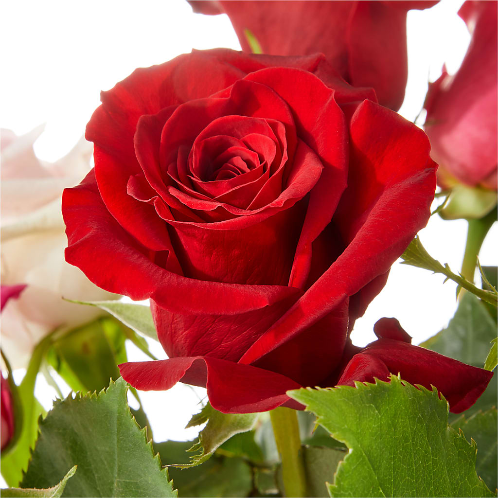 Love Notes Rose Bouquet – J ALEXANDER'S FLORIST, Jackson MI
